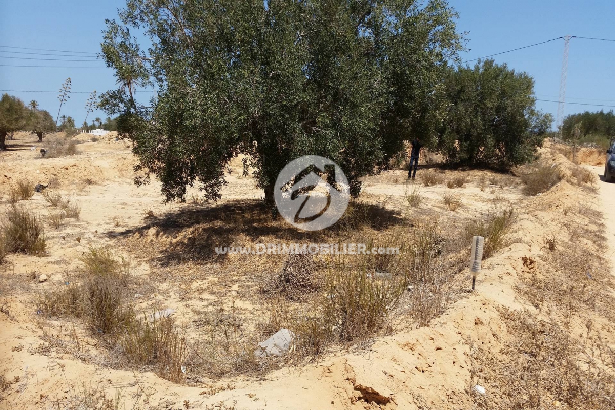 V 95 -   Terrain Djerba